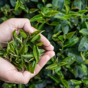 چای سبز و خواص آن