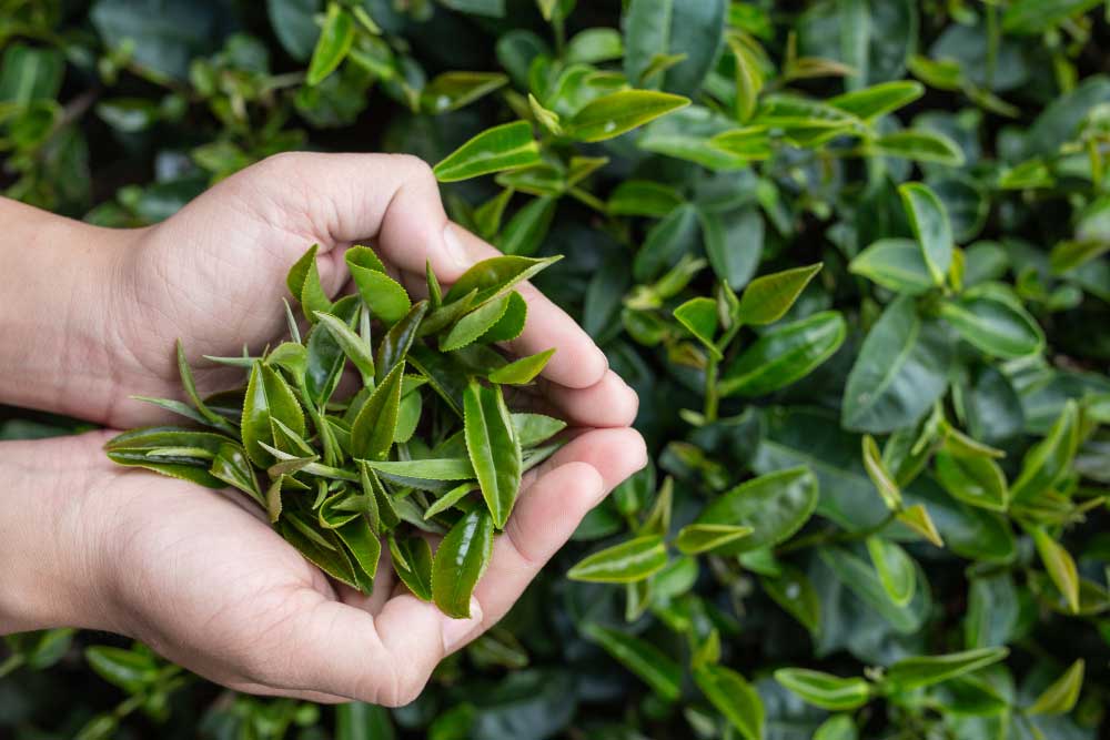 چای سبز و خواص آن
